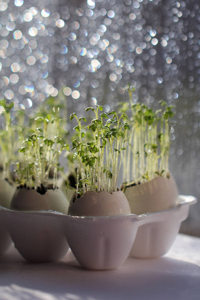Green sprouts of salad in egg shells on a window sill in beams of the sun - Foto, immagini