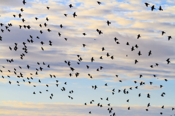 spring migration of birds - Photo, Image