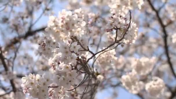 Cherry Blossom hard wind close shot at Kanda river. / Its a cherry blossom in Tokyo. camera : Canon EOS 7D - Filmati, video