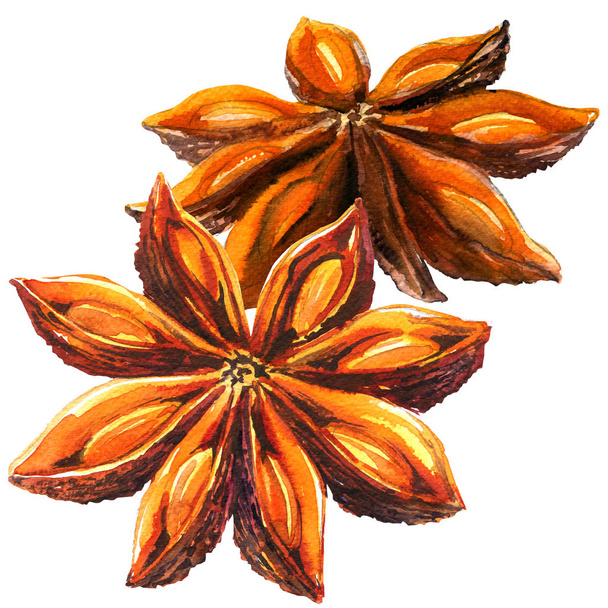 Whole chinese star anise spice and seeds, two objects isolated, watercolor illustration on white - Valokuva, kuva