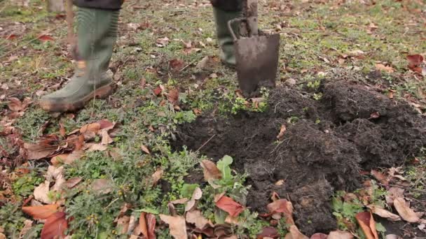 Trasplantando un nuevo vástago con raíces, el jardinero está usando pala para plantar árboles frutales jóvenes con raíces para multiplicar las plantas menores en su huerto.
. - Metraje, vídeo