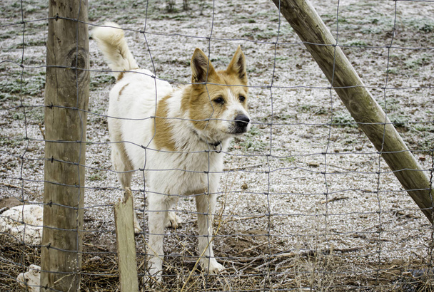 Dog in kennel - Photo, Image