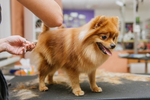 grooming koirat Spitz Pomeranian mökissä - Valokuva, kuva