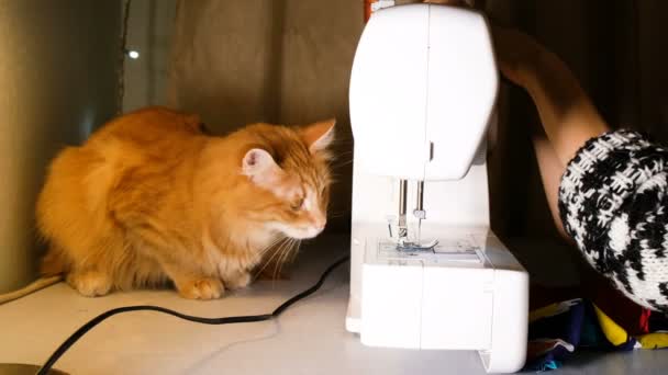 Chica dirige una máquina de coser, gato rojo sentado en una mesa, 4k
. - Metraje, vídeo