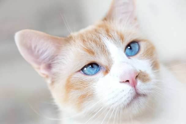 white cat with blue eyes - Photo, Image