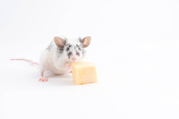 Cute decorative mouse eats cheese, on a light background - Φωτογραφία, εικόνα