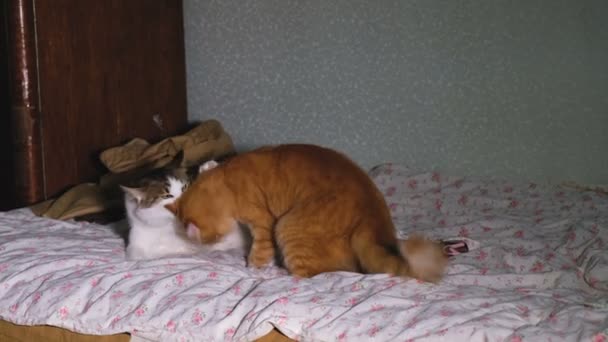 Две смешные кошки играют друг с другом на кровати, 4k
. - Кадры, видео