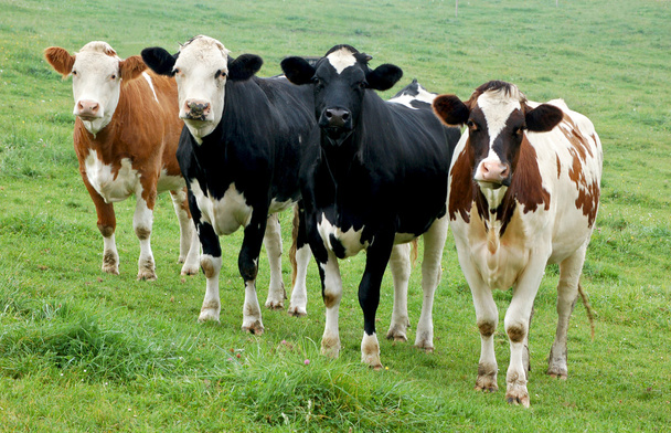 vier Kühe hintereinander - Foto, Bild