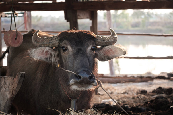 Criação de búfalos para plantação de arroz
. - Foto, Imagem