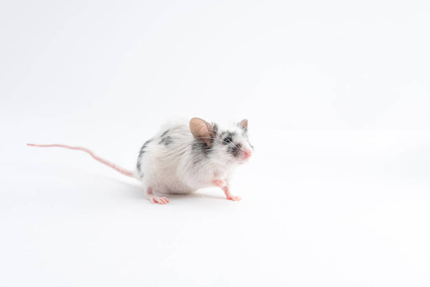 Decorative cute mouse, on a light background - Fotoğraf, Görsel