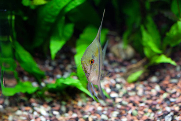 Angelfish in Tropical Aquarium - Photo, Image