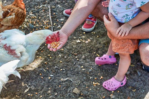 子どもと一緒に鶏を供給する人々 - 写真・画像