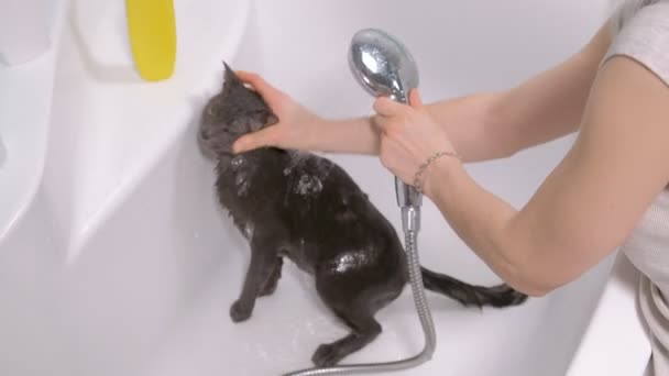 Schaumbad eine kleine graue Streunerkatze, Frau wäscht die Katze im Badezimmer - Filmmaterial, Video