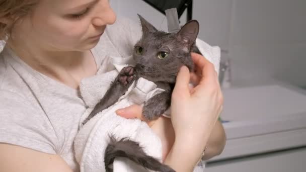 Bubble bath a small gray stray cat, woman washes the cat in the bathroom. wipes the animal with a towel - Footage, Video