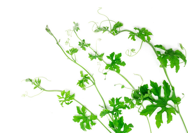 白い背景の上の緑の匍匐性の植物  - 写真・画像