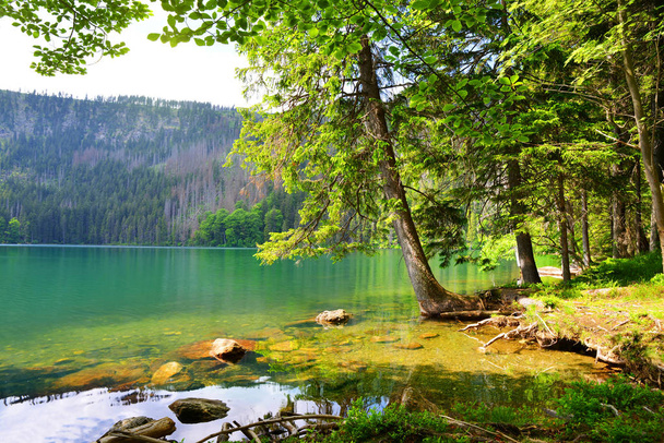 Чорне озеро (Cerne jezero) в національному парку Sumava, Чеської Республіки. - Фото, зображення