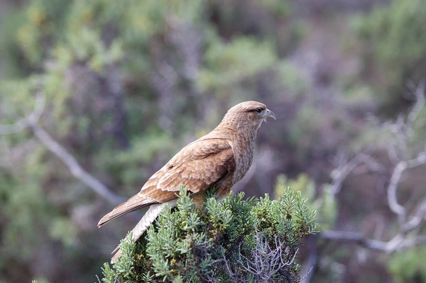 Chimango caracara (Phalcoboenus chimango) Patagonian bird of prey, Argentina - Photo, Image