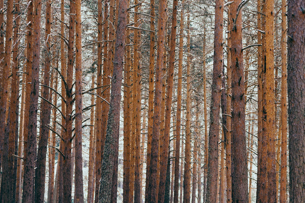 Background of trunks of pine trees in forest - Photo, Image