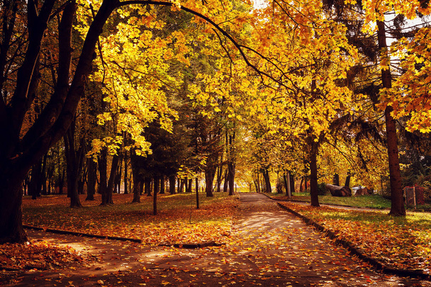 Colorido follaje en el parque de otoño - Foto, Imagen