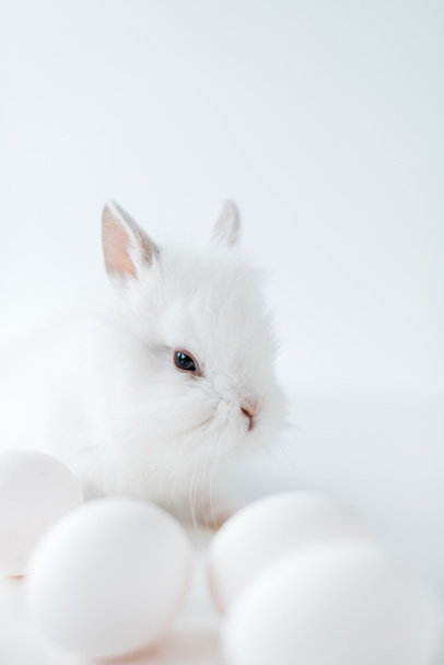 close-up view of adorable white furry rabbit and chicken eggs on white - Foto, afbeelding