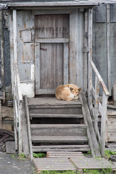 Pes leží na verandě domu - Fotografie, Obrázek