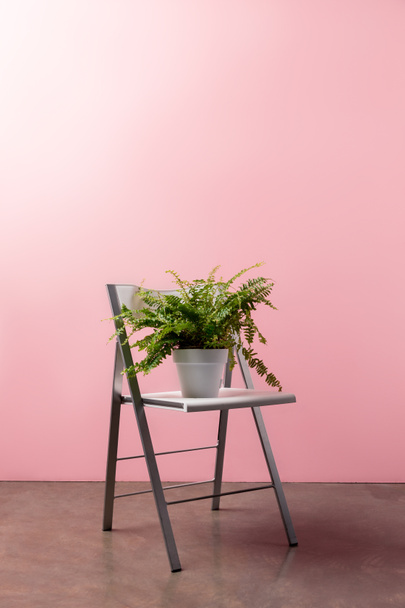cadeira dobrável com pote de samambaia na frente da parede rosa
 - Foto, Imagem