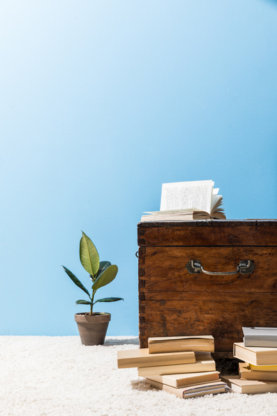 viejo cofre de madera con libros y maceta de ficus delante de la pared azul
 - Foto, Imagen
