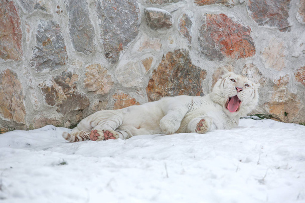 Bílý tygr, kterým se v zoo na zasněžený den před staré skalní wal - Fotografie, Obrázek