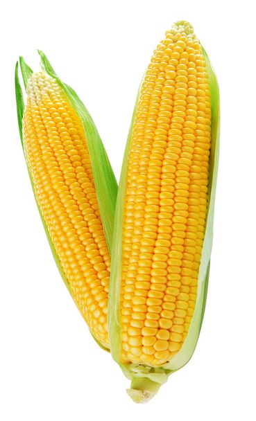 Corn isolated on white - Photo, Image