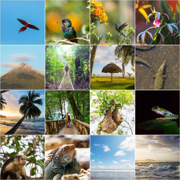 多様な風景と、コスタリカの動物の画像のコラージュ. - 写真・画像