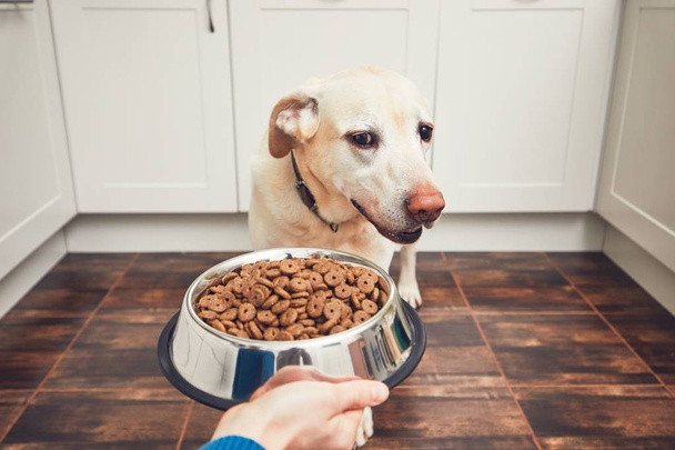 Feeding of hungry dog - Foto, afbeelding
