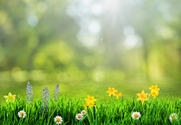 fű és tavaszi virágok háttér - Fotó, kép