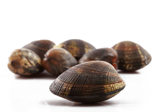 isolated fresh clams  in white background - Photo, Image
