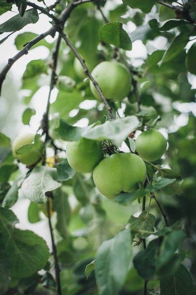 Apple tree in the garden - Fotoğraf, Görsel