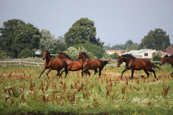 stado koni systemem wolna w polu - Zdjęcie, obraz