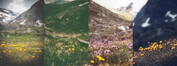 Weinfotos von schönen Wildblumen - Collage - Foto, Bild