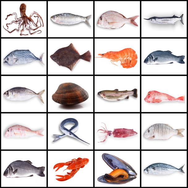 friss hal kollázs a fehér háttér - Fotó, kép