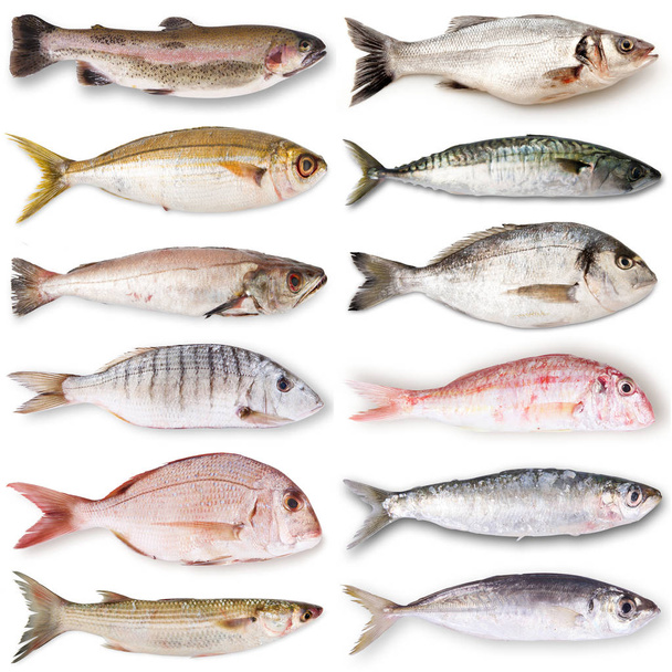 白い背景で新鮮な魚のコラージュ - 写真・画像