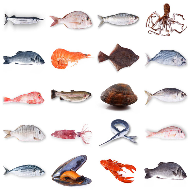 collage de pescado fresco en fondo blanco
 - Foto, imagen