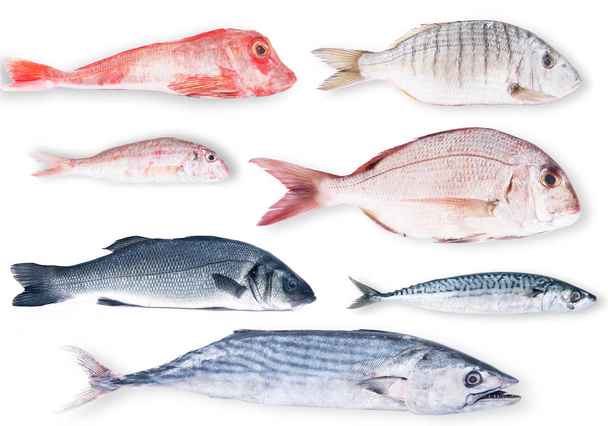 коллаж из свежей рыбы на белом фоне
 - Фото, изображение