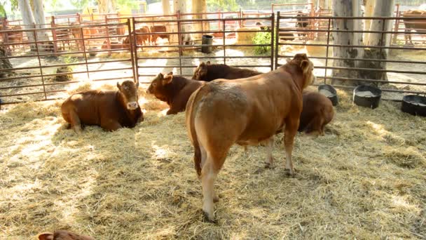 Cattle, oxen, calves and bulls in a barn with straw in a cattle fair - Materiaali, video