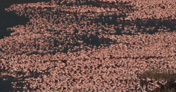 Lesser Flamingoes, phoenicopterus minor, Colony at Bogoria Lake in Kenya, Real Time 4K - Footage, Video