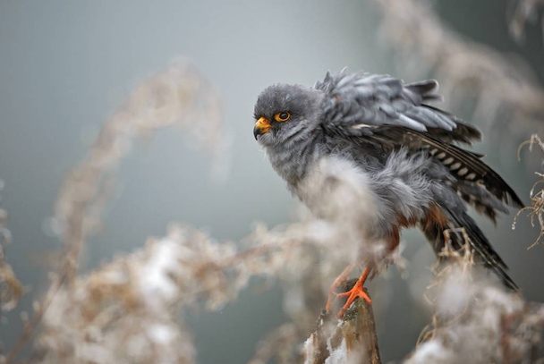 Red-footed Kestrel - Falco vespertinus, beautiful raptor from frozen European winter forest. - Photo, Image