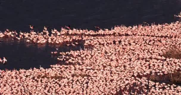 Menší plameňáků, phoenicopterus moll, kolonie u jezera Bogoria v Keni, reálném čase 4k - Záběry, video