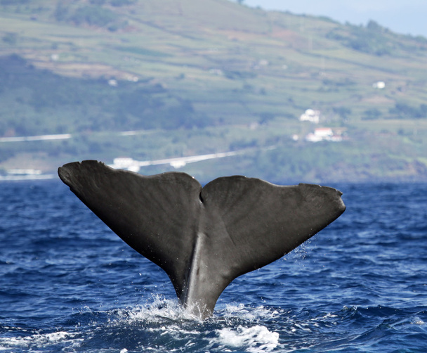 マッコウクジラ - ピコ島、アゾレス諸島 - 写真・画像