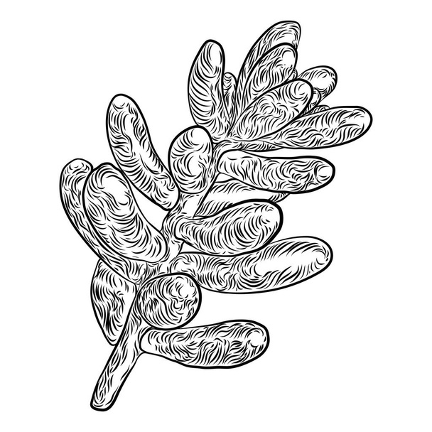Succulent cactus plant branch. Hand drawn flower - Вектор,изображение