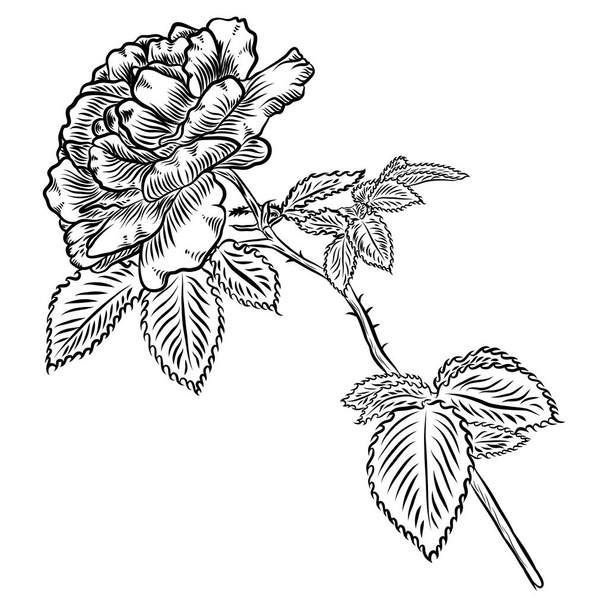 Flowers. Hand drawn rose.  - Vektori, kuva