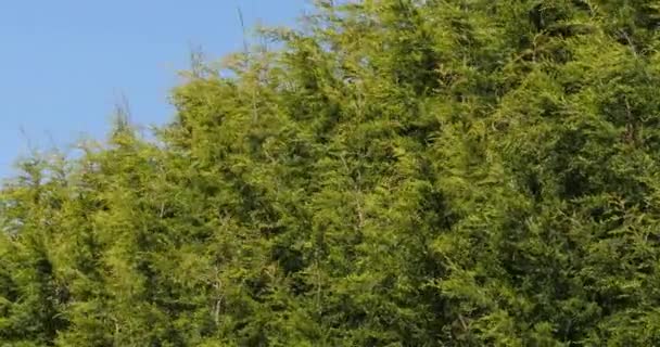 Leyland Cypress, cuprocyparis leylandii, Normandie, reálném čase 4k - Záběry, video