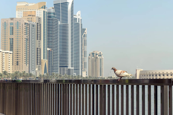 Een eenzame duif op de balk, Sharjah, Verenigde Arabische Emiraten - Foto, afbeelding