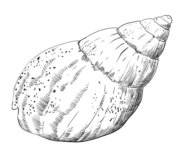 Hand drawing seashell-11 - Vector, Image
